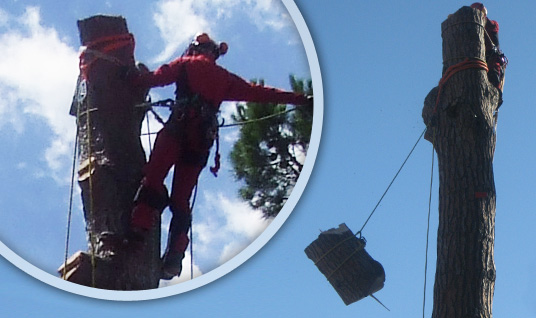 abbattimento di alberi ad alto fusto